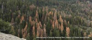 Dead Trees Increase the Local Wildfire Threat