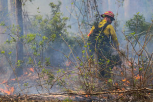 A firefighter lights a controlled burn in St. Marks Nat'l Wildlife Refuge, Fla.