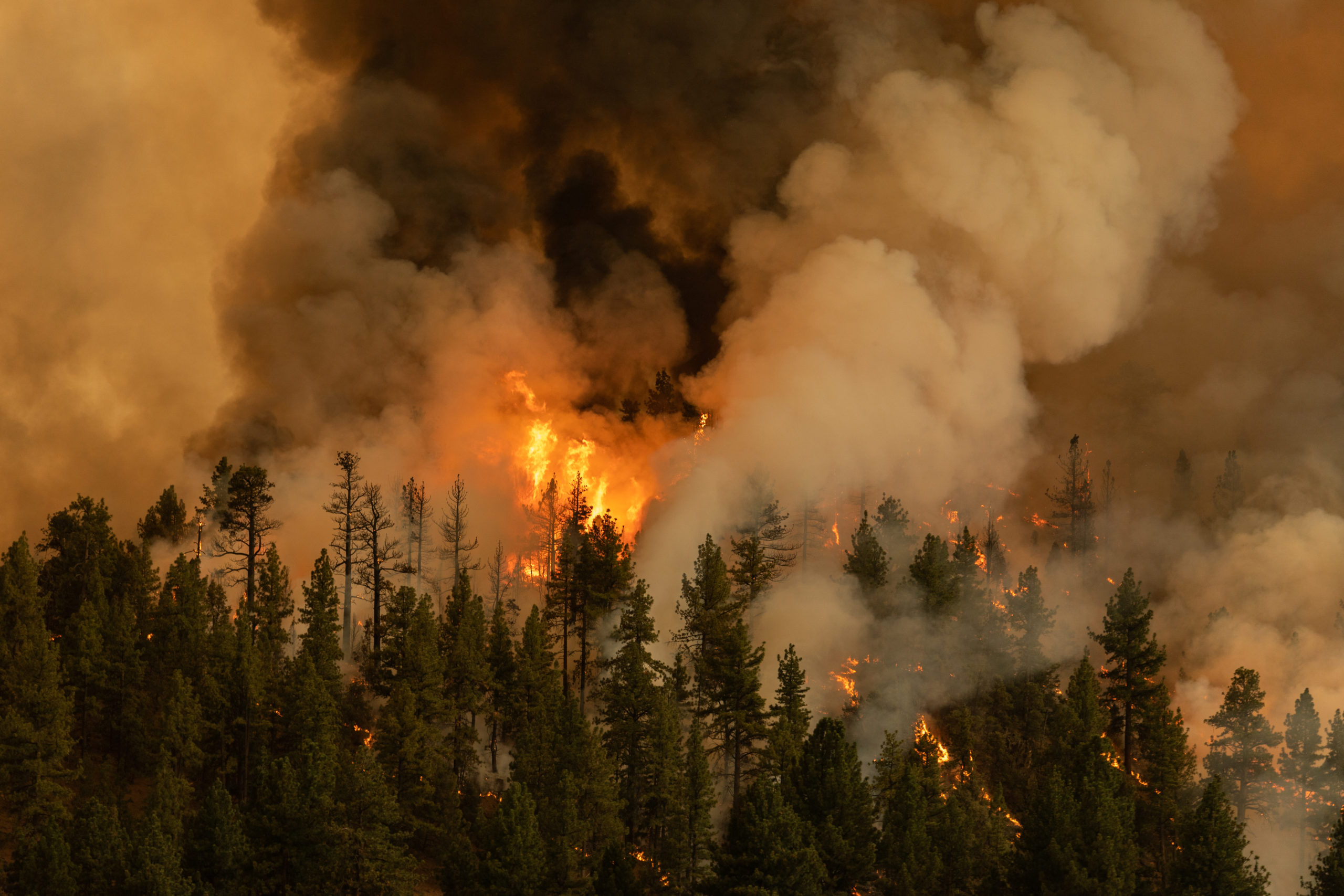 The Tamarack fire burns on the eastern edge of California just south of Lake Tahoe in July 2021.