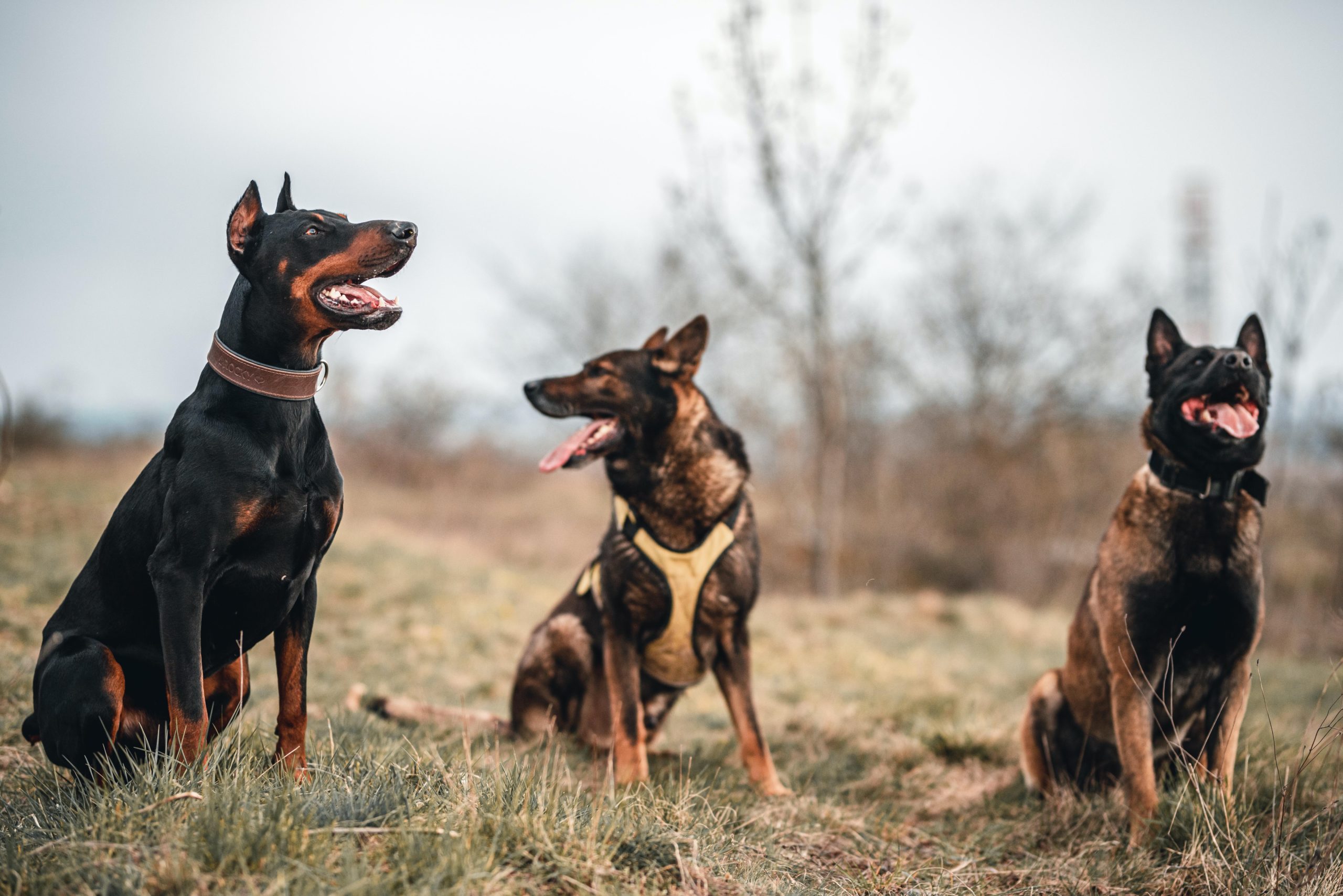 Three big dogs, including a Doberman Pinscher, sit in a field.