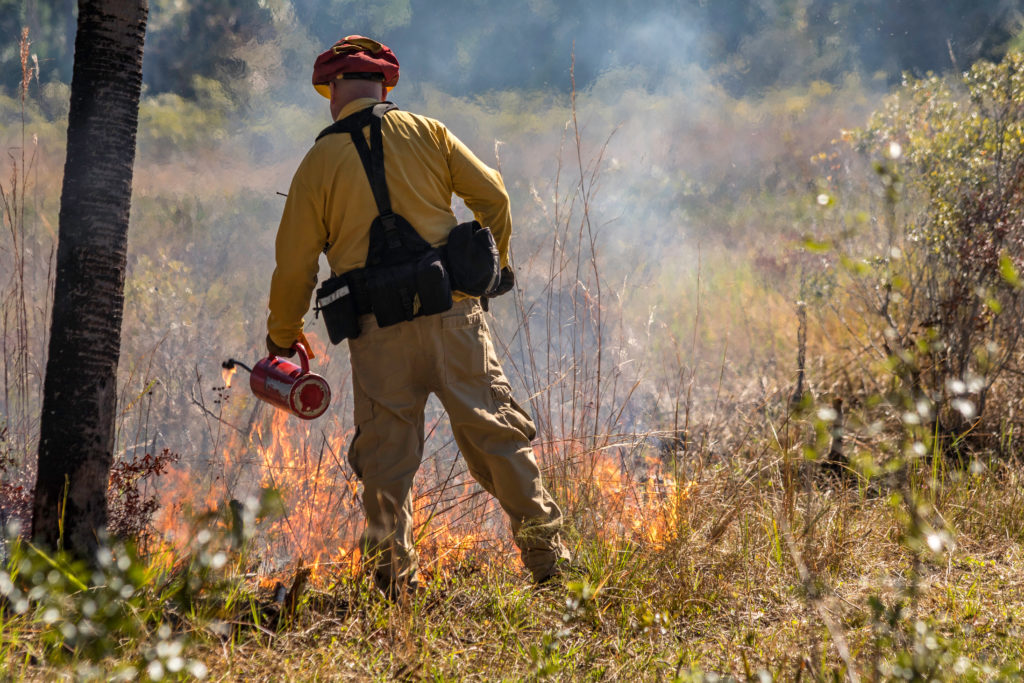 A firefighter starts a fire to serve as a firebreak to prevent spread of a brush fire.