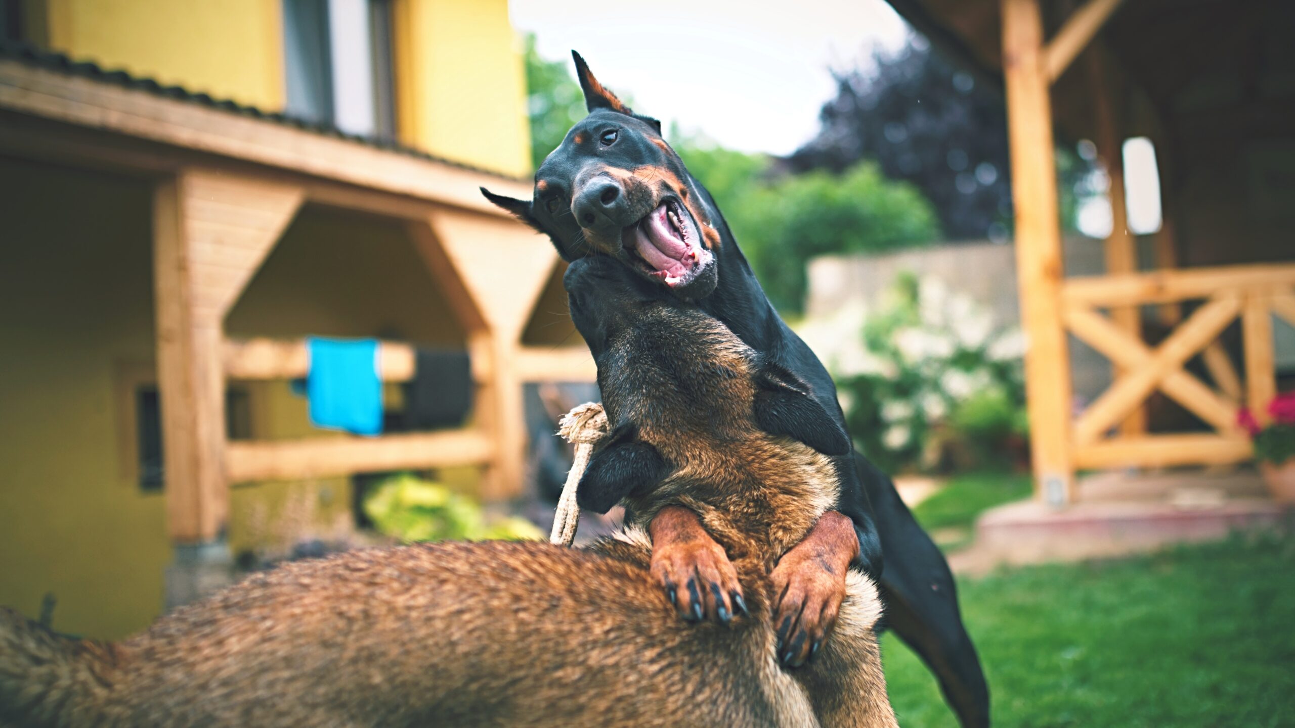 Adult Doberman Pinschers aggressively play together, but represent dog bite injuries.