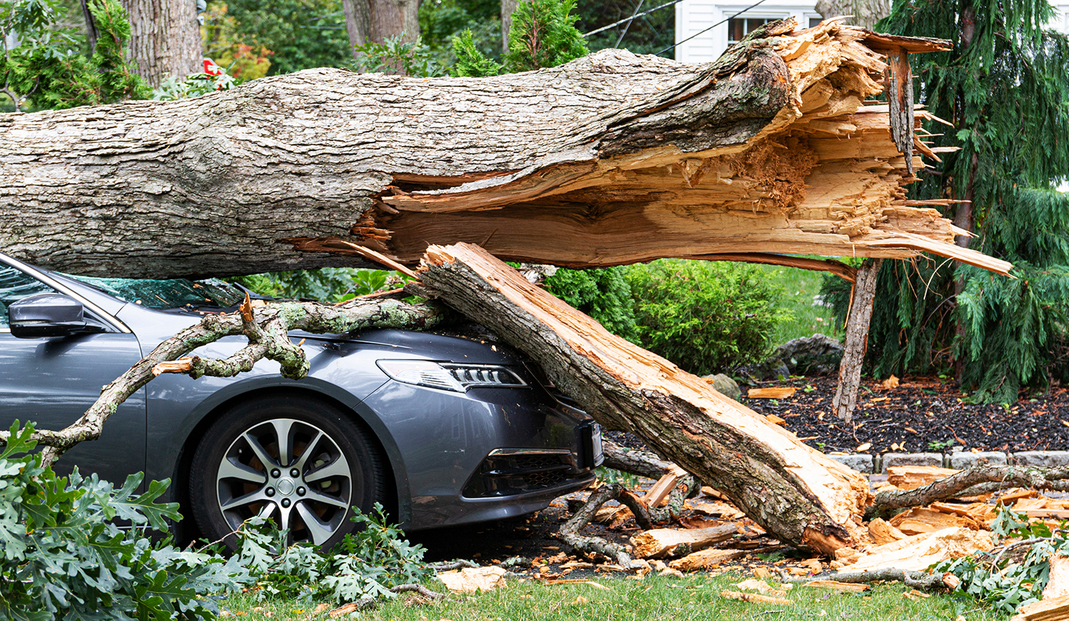A car crush by a tree after a wind storm, represents the growing struggle of buying home and auto insurance.