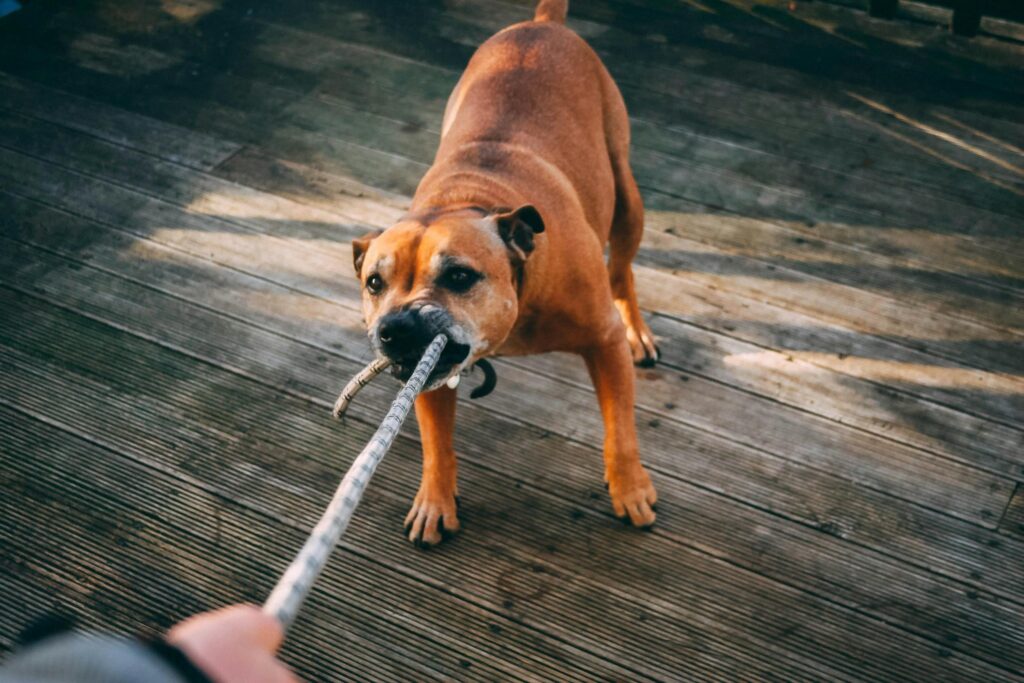 A dog playing tug-of-war with a rope, representing the potential for dog bite injury claims.