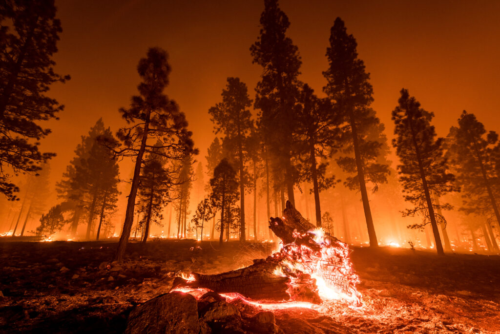 A fallen log burns in a wildfire.